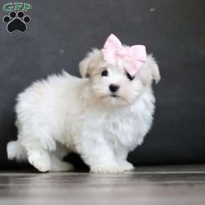 Sage, Maltese Puppy