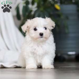 Sage, Maltese Puppy