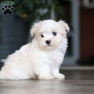Sage, Maltese Puppy