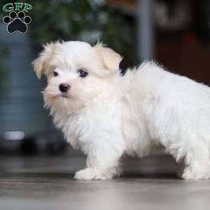 Sage, Maltese Puppy