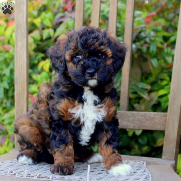 Sage, Cavapoo Puppy