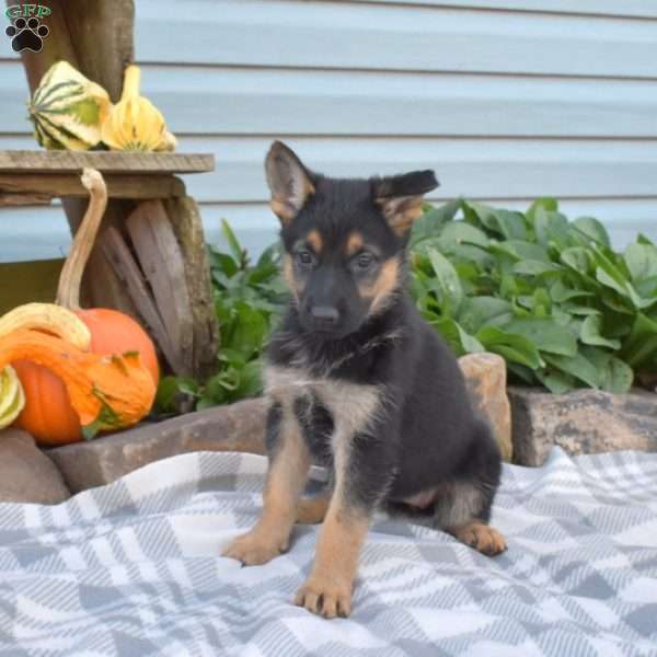 Sage, German Shepherd Puppy