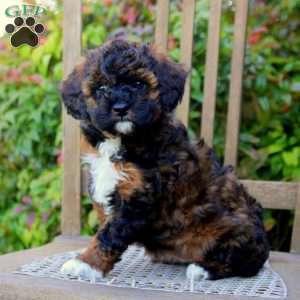 Sage, Cavapoo Puppy