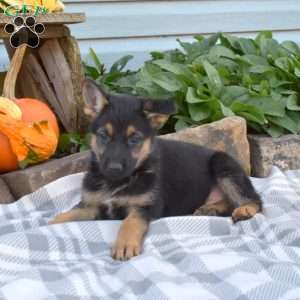 Sage, German Shepherd Puppy