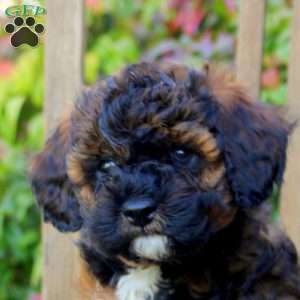 Sage, Cavapoo Puppy