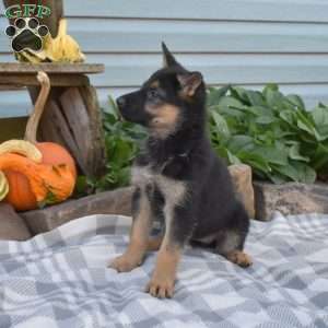 Sage, German Shepherd Puppy