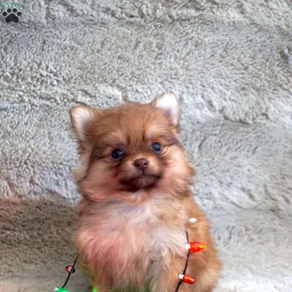 Sage, Pomeranian Puppy