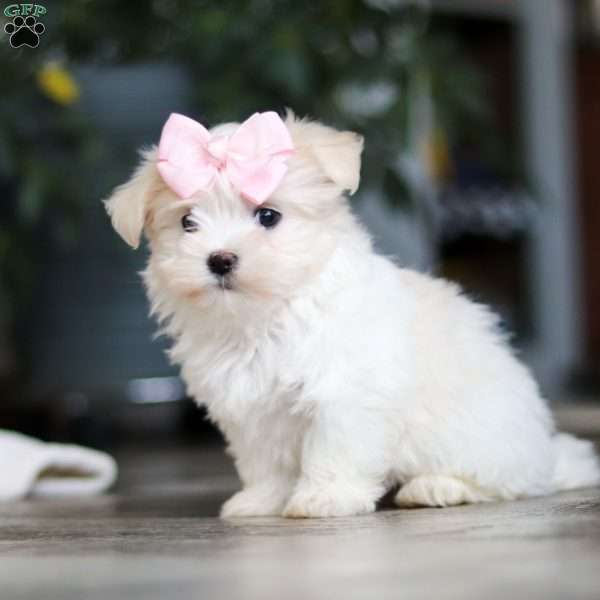 Sage, Maltese Puppy