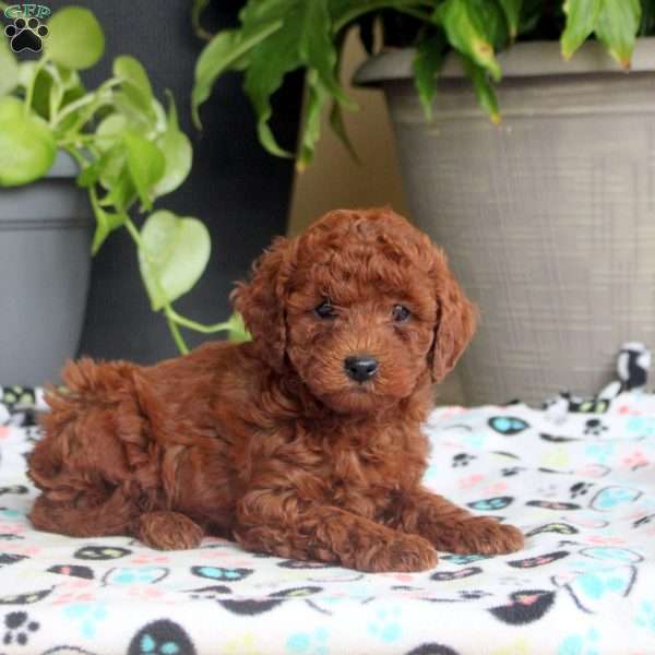 Sal, Miniature Poodle Puppy
