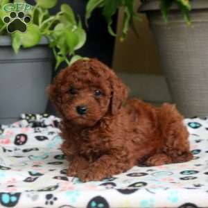 Sal, Miniature Poodle Puppy