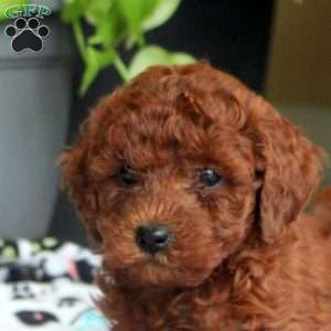 Sal, Miniature Poodle Puppy