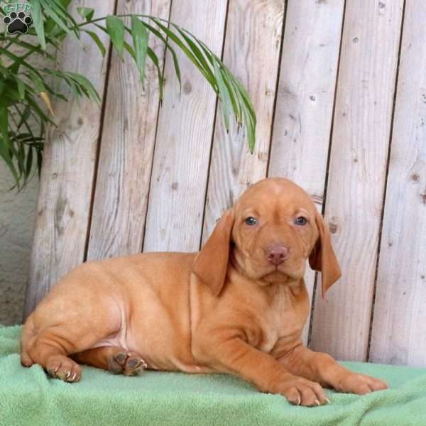Sally, Vizsla Puppy