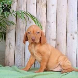 Sally, Vizsla Puppy