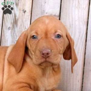Sally, Vizsla Puppy