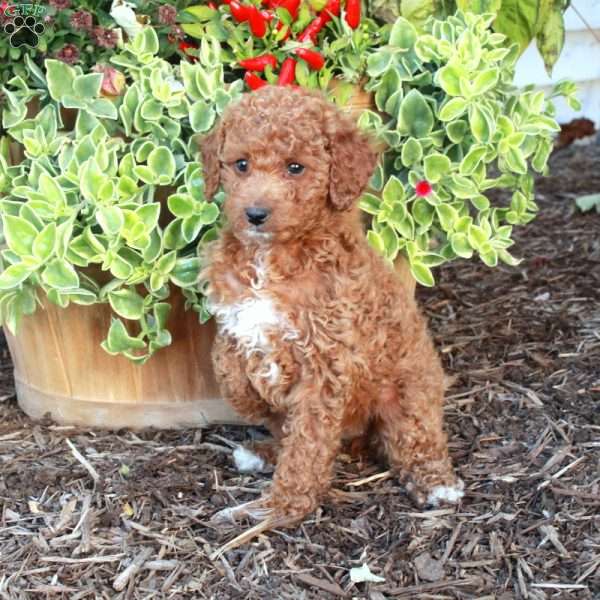 Samantha, Cockapoo Puppy