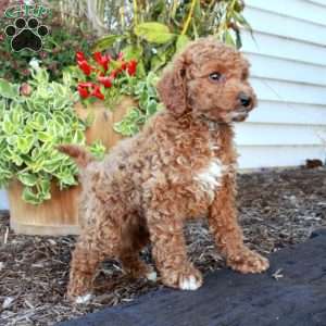Samantha, Cockapoo Puppy