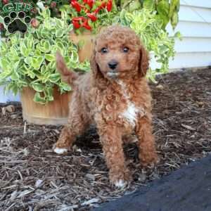 Samantha, Cockapoo Puppy
