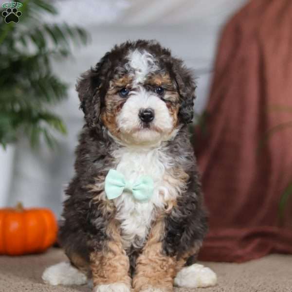 Sammy, Mini Bernedoodle Puppy