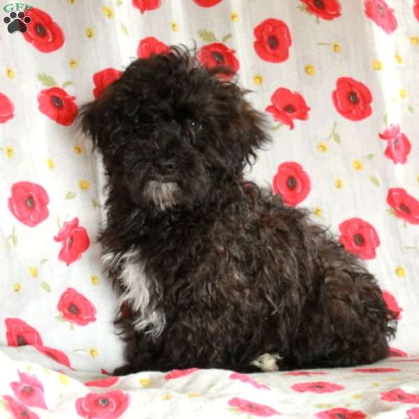 Sammy, Miniature Poodle Mix Puppy