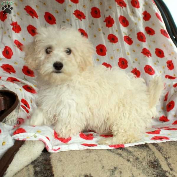Samson, Miniature Poodle Mix Puppy