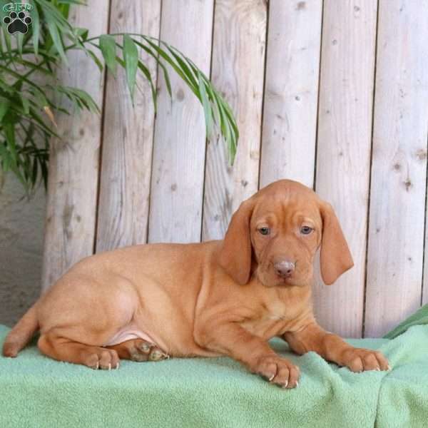 Sandy, Vizsla Puppy