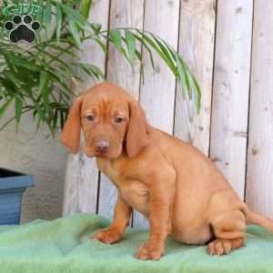 Sandy, Vizsla Puppy