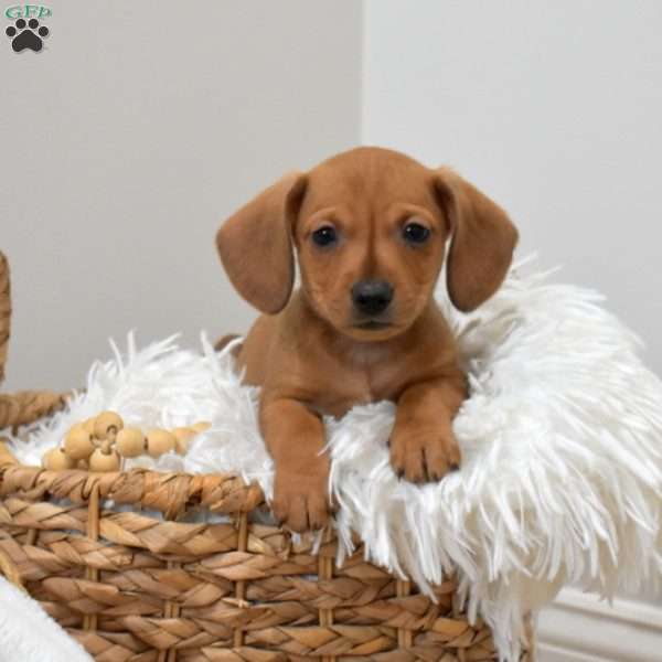 Sandy, Dachshund Mix Puppy