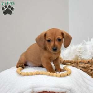 Sandy, Dachshund Mix Puppy