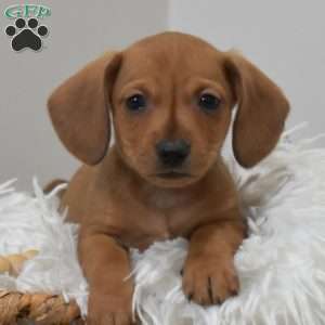 Sandy, Dachshund Mix Puppy