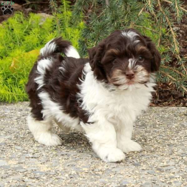 Santa, Havapoo Puppy