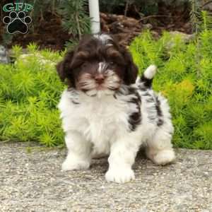 Santa, Havapoo Puppy