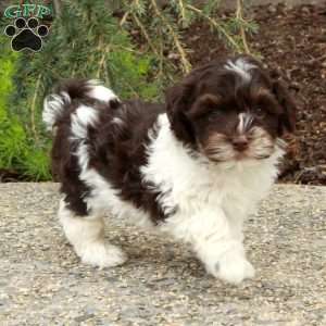 Santa, Havapoo Puppy