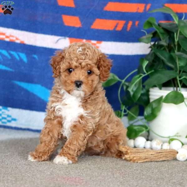 Sara, Cavapoo Puppy