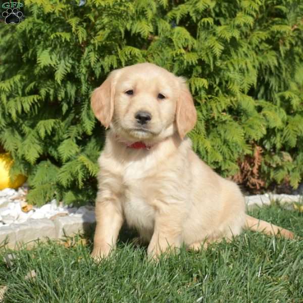 Sarge, Golden Retriever Puppy