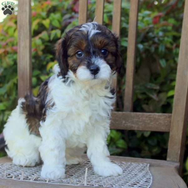 Sarge, Cavapoo Puppy