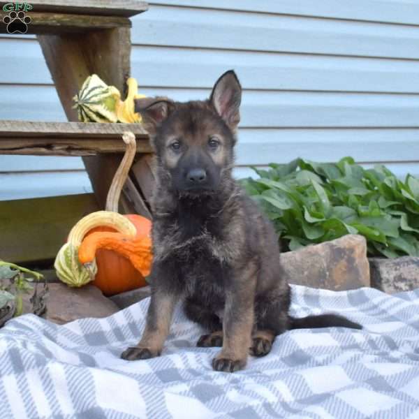 Sarge, German Shepherd Puppy