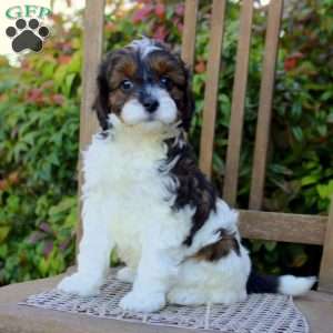 Sarge, Cavapoo Puppy