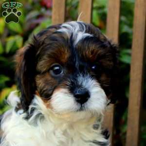 Sarge, Cavapoo Puppy