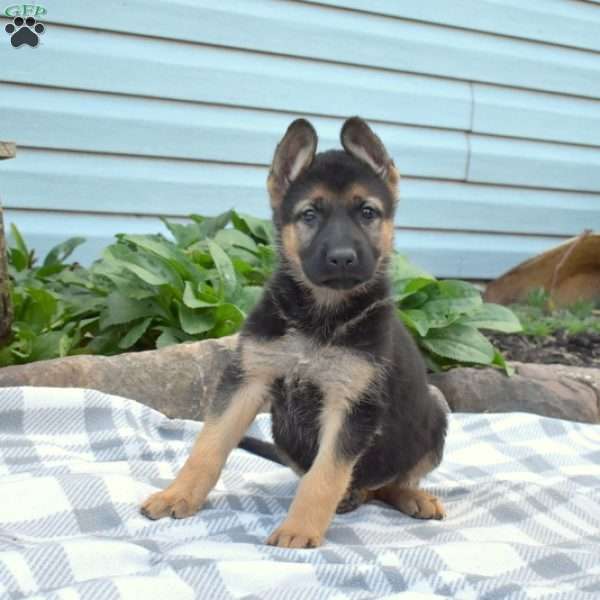 Sasha, German Shepherd Puppy