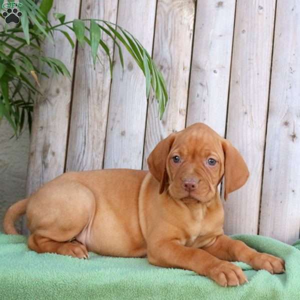 Scampy, Vizsla Puppy