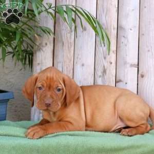 Scampy, Vizsla Puppy