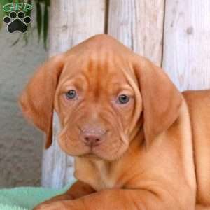 Scampy, Vizsla Puppy