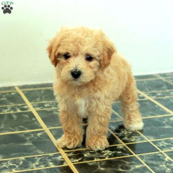 Scarlett, Bich-Poo Puppy