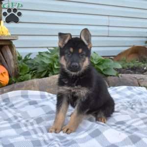 Daniel Zook - Greenfield Puppies