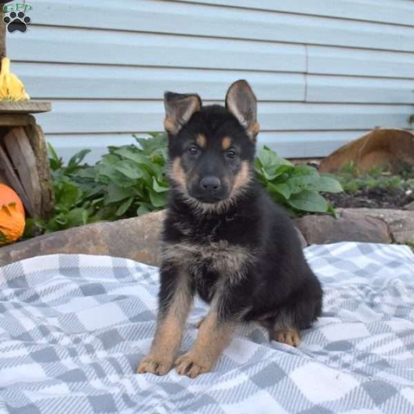 Scarlet, German Shepherd Puppy