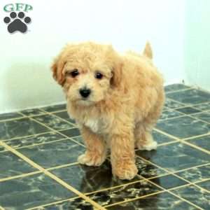 Scarlett, Bich-Poo Puppy