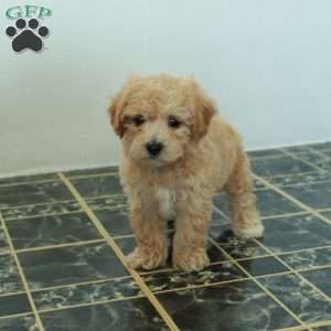 Scarlett, Bich-Poo Puppy