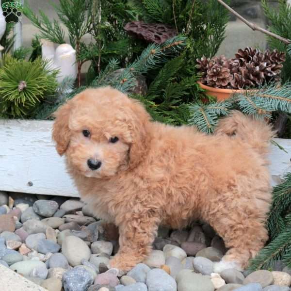 Scooby, Bich-Poo Puppy