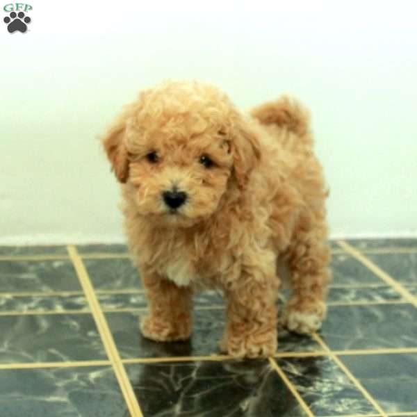 Scooby, Bich-Poo Puppy