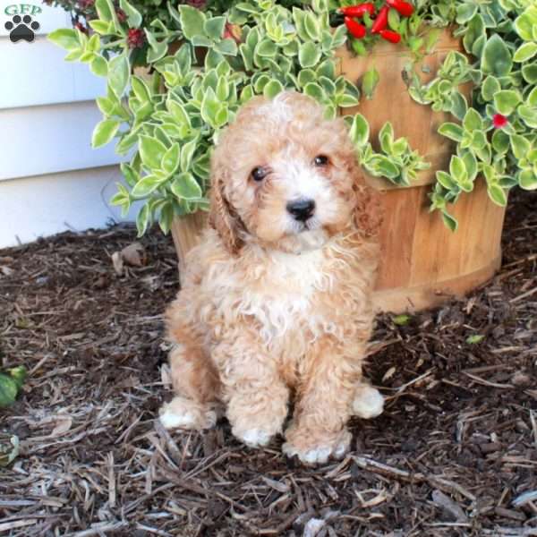 Scooby, Cockapoo Puppy
